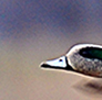 A pair of American Wigeons, in flight.