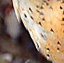 Juvenile Barn Owl, afraid to even look at me. I was way too close for comfort.? But pick me!