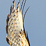 The Red-tailed Hawk.