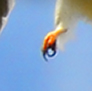 This White-tailed Kite, spotted me, taking his photograph.