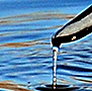 A beautiful Northern Pin-tailed Duck.