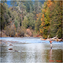 Fly Fisherman in Butte Creek