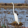 Great Egret