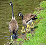 Canadian Snow Geese and their young.