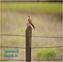 Sparrow Hawk With Kill