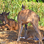 Deer caught off guard taking a nap, in the Foothills of the Sierra's.