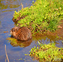 A Muskrat having an afternoon snack, somewhere in the Big Valley.