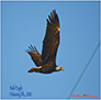 American Bald Eagle in Flight