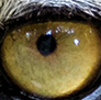 The Eye of the Tiger. This is the Sumatran Tiger.