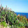 Plant Life on the California Coast