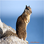 California Ground Squirrel