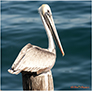 Brown Pelican Female