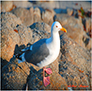 Herring Gull