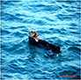 Another California Sea Otter