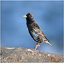 The Beautiful Starling