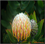 The Exotic South African Pincushion, taken in San Francisco, California.