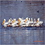 White Pelicans