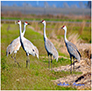 Sandhill Cranes on Migration in the Big Valley