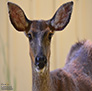 A Doe in Paradise, California.