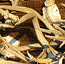 Old barn, decorated with buck horns.