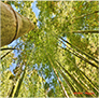 Bamboo Forest