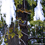 Icicles in the trees.