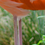 American Flamingo, stretching.