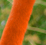 American Flamingo, posing for the camera.