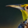 A beautiful Meadow Lark, posing for the camera.