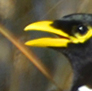 Here's a Yellow Billed Magpie, looking for mischief.