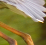 Great Blue Heron, making a fast getaway.