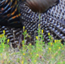 See what you can do if you have a few months to kill? These Wild Turkeys allowed me to take a few photos of them strutting their stuff, and only after several months of stalking them, plus still more hours this particular day, trying to get a good photo. Am I lucky or what?